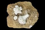 Fossil Crinoid (Uperocrinus) Plate - Missouri #156777-1